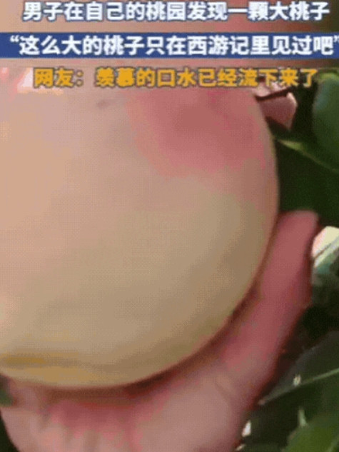 彻底解释不清了！山东，一男子和媳妇进自家桃园摘桃子，摘着摘着突然一愣，眼前这个“