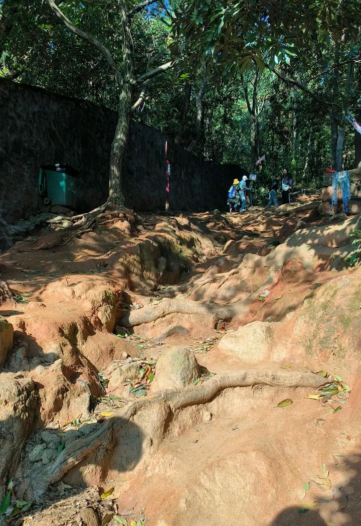 几名老人徒步去爬南昌老四坡，爬到半山腰时，一老太太体力不支，靠在树干上大口大口喘