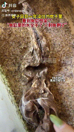 心太大了！黑龙江哈尔滨，女子买完鱼缸和鱼放在家里，养了没几天她就去另外一个房子住