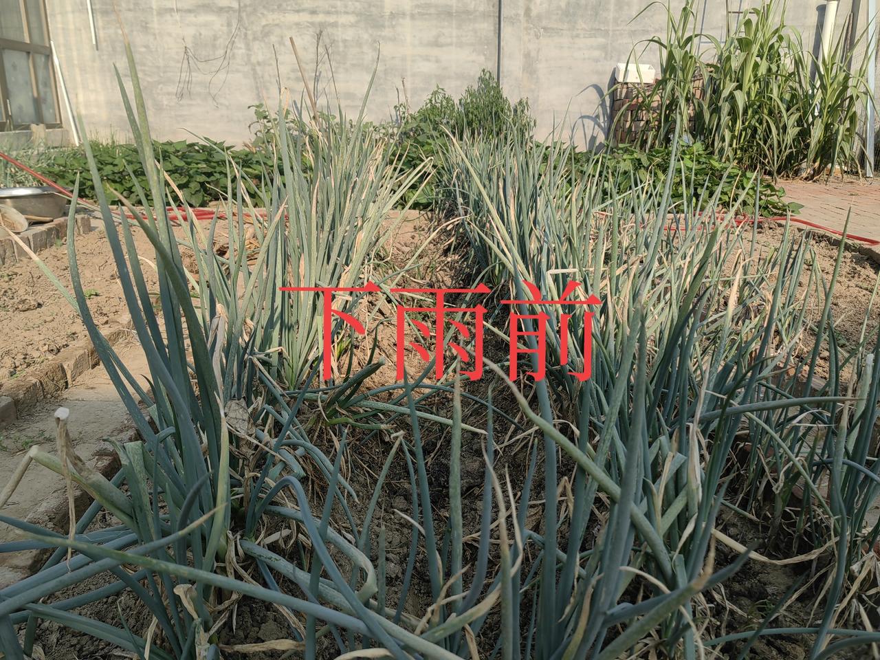 我在院子里栽了一沟大葱，没下雨的时候，叶子都旱的快干了，我就用自来水浇了一遍。