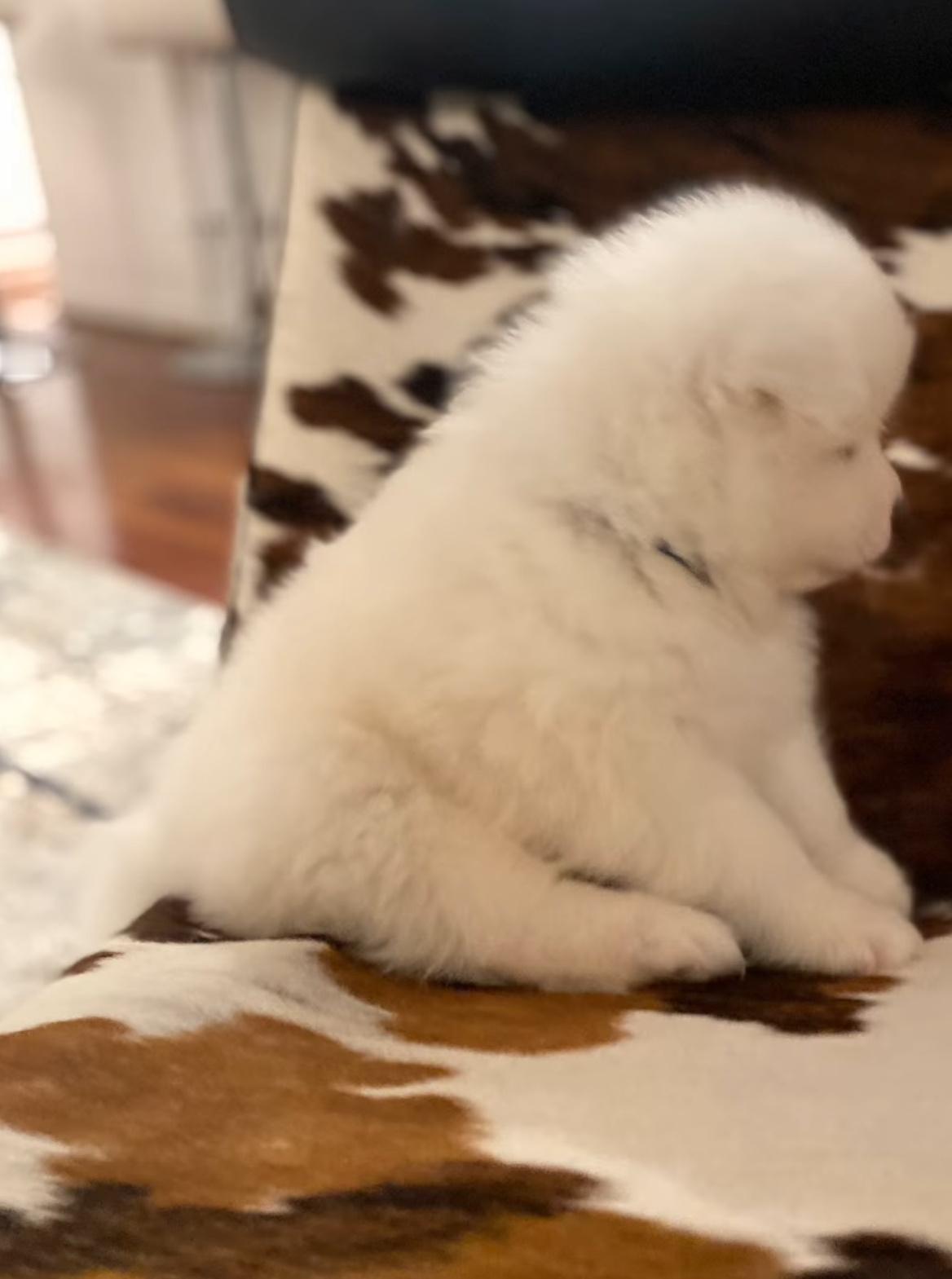 说它是小猪生气了！怎么哄都哄不好！​​​