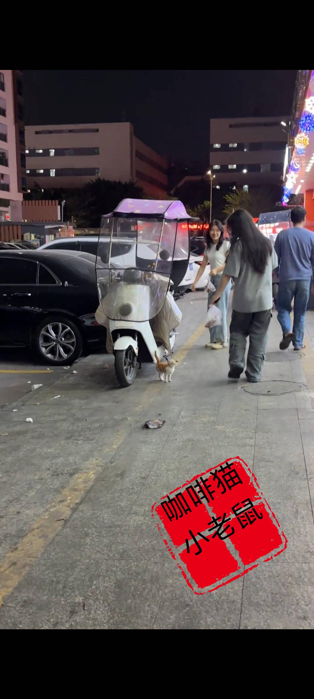 面前这只非常无助的小猫，不断用可怜的目光期盼着路过的行人，希望能够帮帮自己或是将
