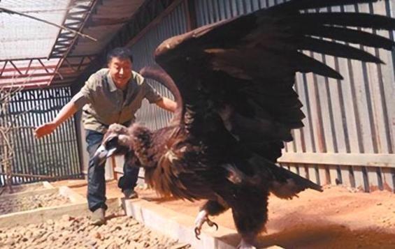 2013年，辽宁沈阳男子救下一只中毒濒死的秃鹫，放生3次失败后，秃鹫却做出了一件