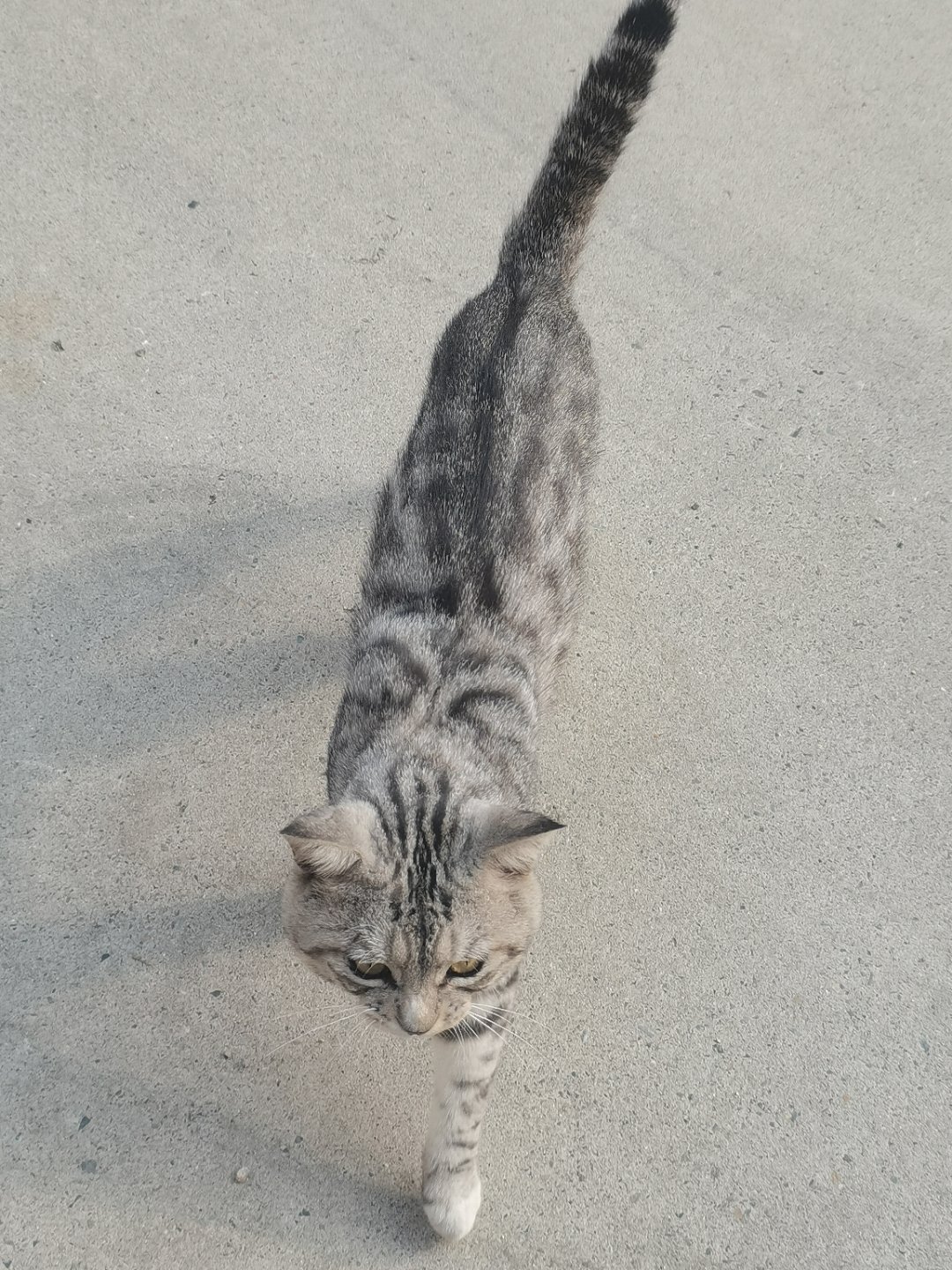 早安，小猫咪