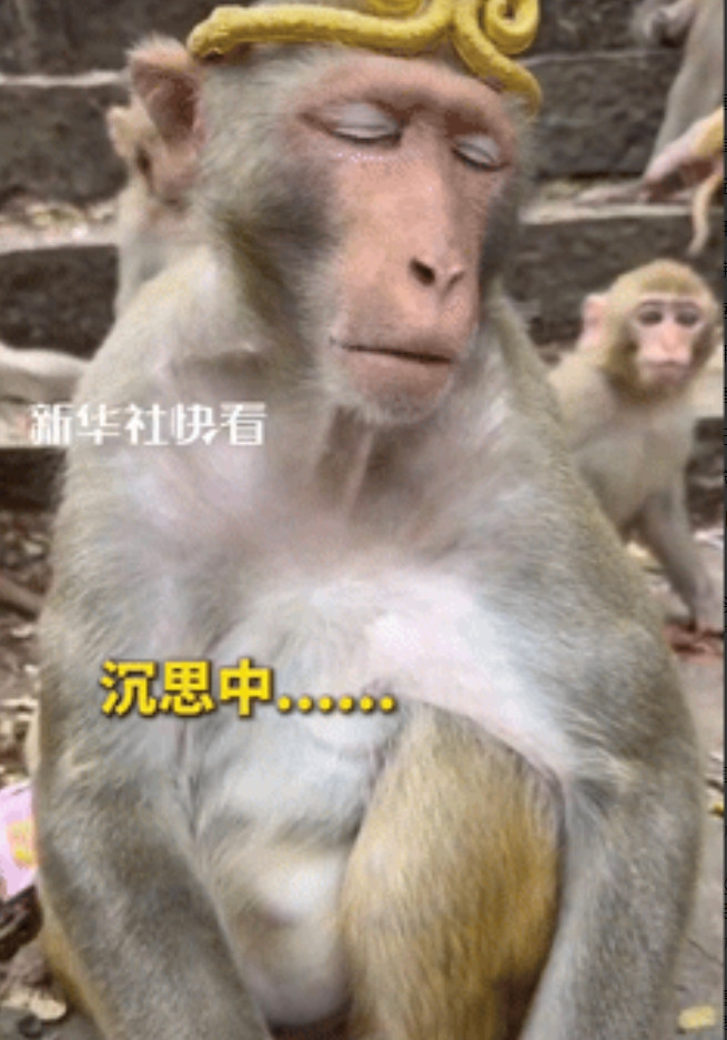 “这下解释不清了！”贵州一男子把金箍戴在猴子头上，想看看戴与不戴有什么差别，没想