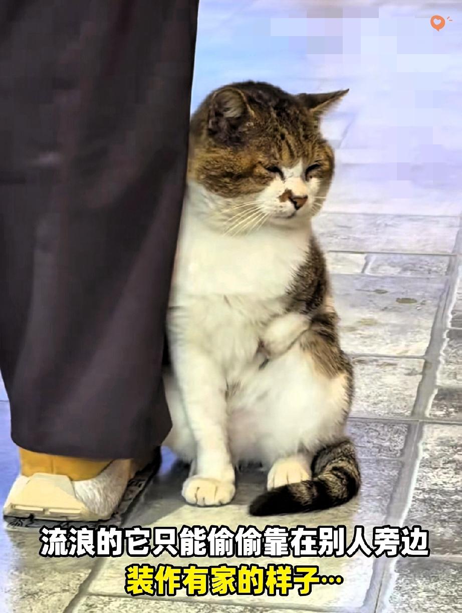 谁看了不心疼！十岁断臂流浪猫紧挨着人类大腿假装有家，只为躲开同类欺负，这小心翼