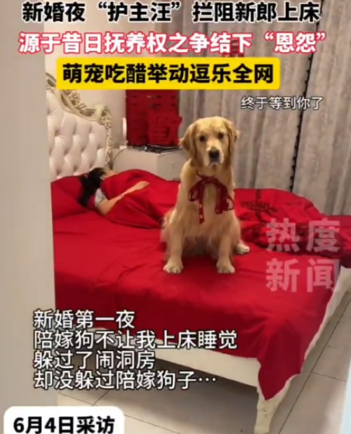 吉林四平一对小夫妻刚准备圆房，竟被自家大金毛“强势插足”！