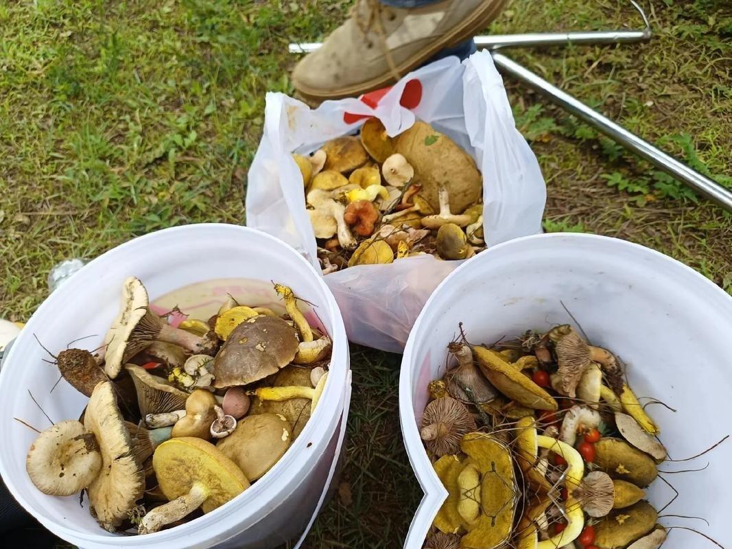 有人捡野生菌靠运气，有人靠视力，但在云南建水，有位大哥捡菌子居然靠“实名认证”！