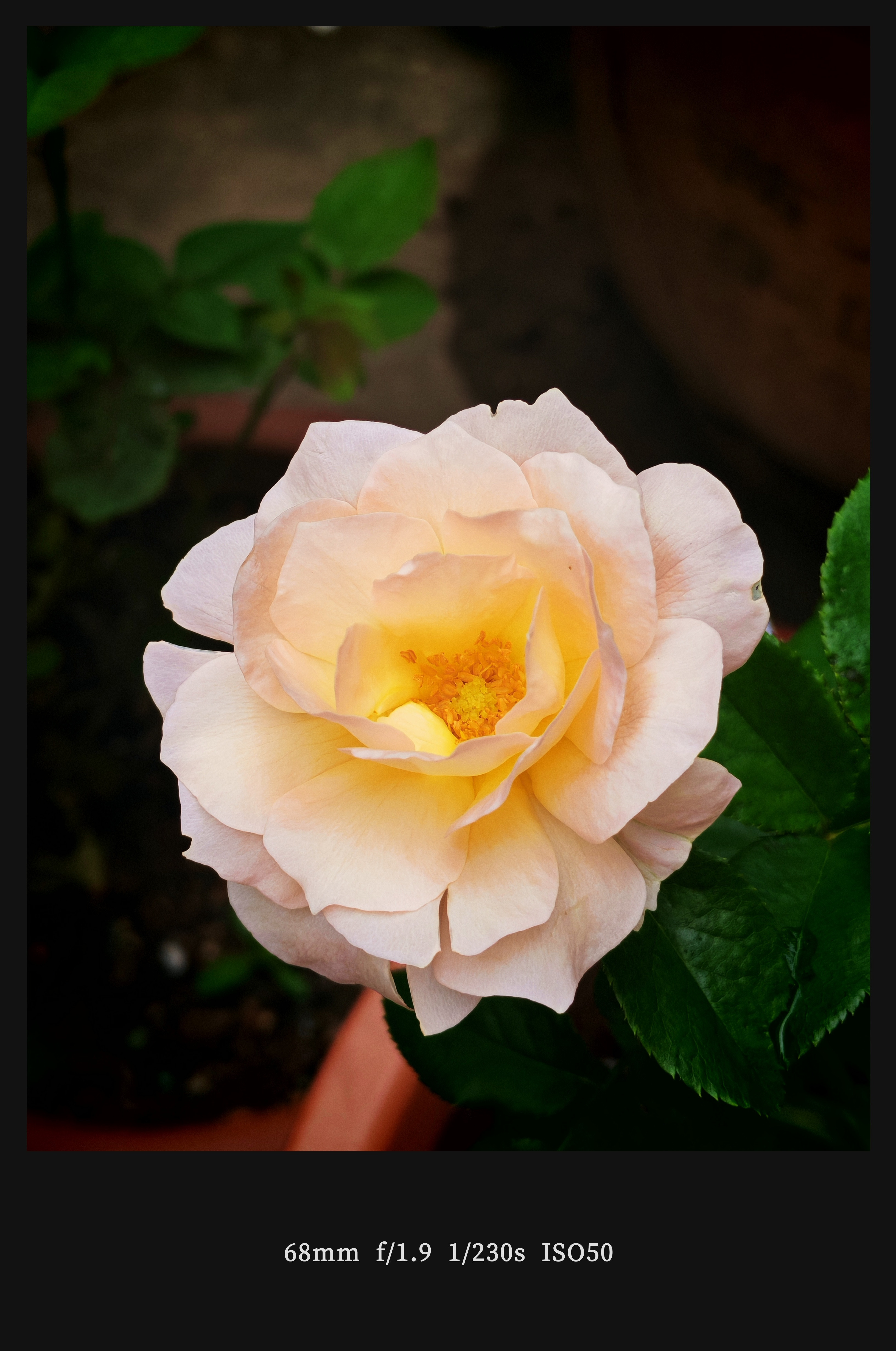 我的杏让开花了这个花型有点像牡丹，有点华贵的感觉​​​