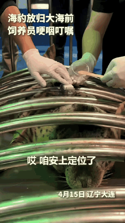 万物有灵！辽宁大连，一只小海豹在装定位器准备回大海时，饲养员红着眼眶一遍遍叮嘱，
