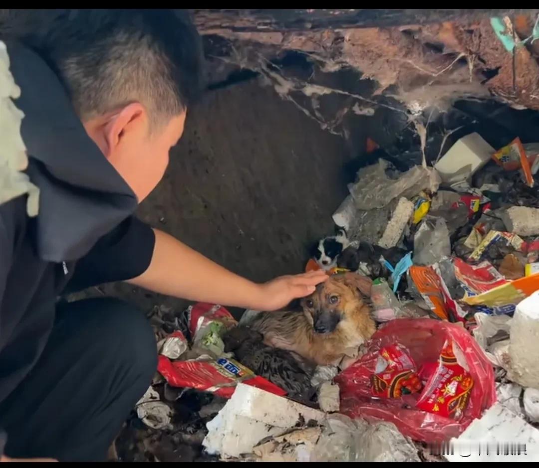 小哥在垃圾堆砌的狭小缝隙洞里发现了一窝流浪狗。小哥不顾脏臭，钻进洞缝，发现里面十