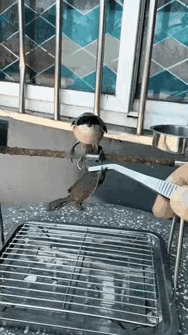 屠夫鸟，鸟如其名