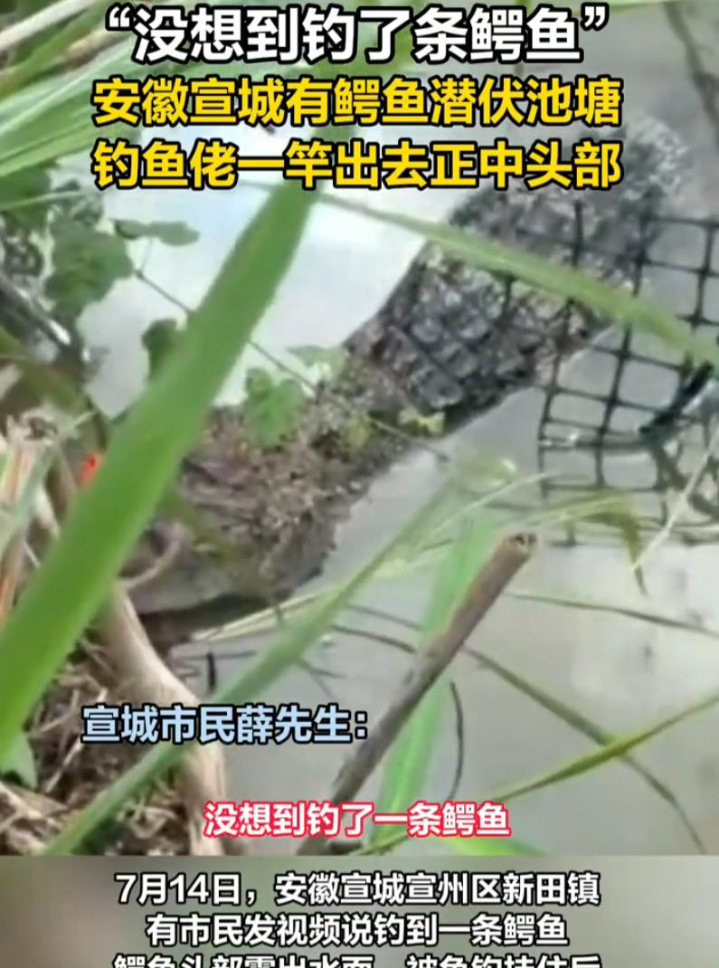 万万没想到，安徽宣城一钓友甩竿下去，没等来鲫鱼咬钩，水面却浮出一张布满鳞甲的嘴。