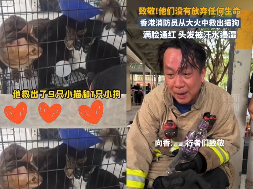 人和人的想法差别还真是大。你看香港消防员费了好大劲救出好多猫狗，居然就有网友