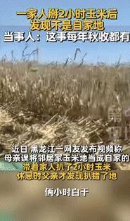 2025年10月黑龙江，一大妈带着家人去地里扒玉米，不料，大叔干了2个小时休息期
