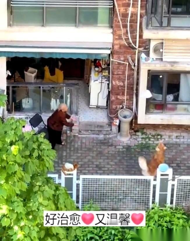 上海一栋旧楼，阳台上的小伙探出头，看着楼下院里的一幕，手里的手机差点没拿稳。一