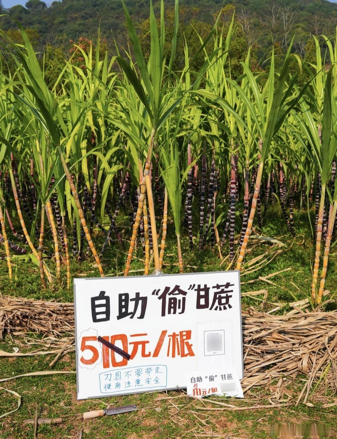 甘不甘蔗的不重要…主要就是想体验下被抓的感觉是吧