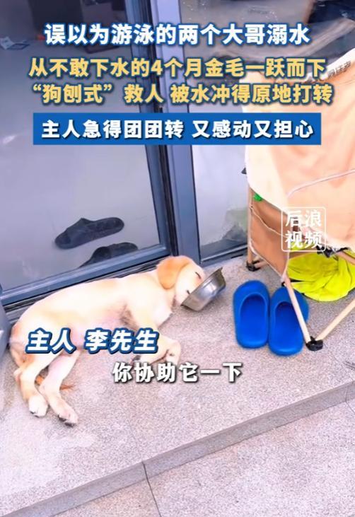 “万物皆有灵！”2025年8月，浙江杭州，一只4个月大的金毛狗本不会游泳，可看到