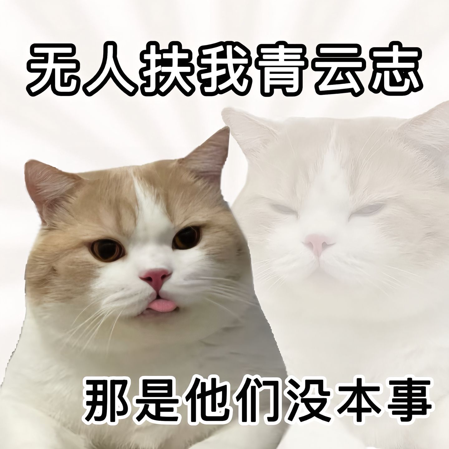 猫猫表情包表情包​​​
