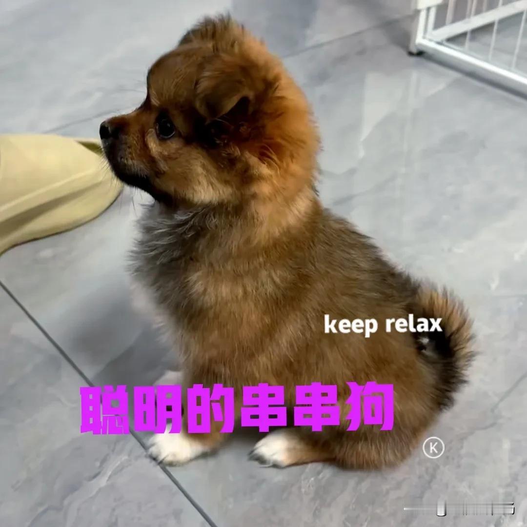 两个星期前，在路边捡到一只小狗。小狗是被人遗弃的，是一只串串狗，毛色浅灰四蹄踏雪