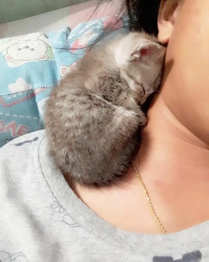 小猫咪睡在主人脖子上，好萌啊！​​​