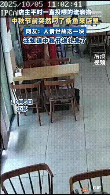 江苏一位餐饮店店主经常投喂一只流浪小猫，没想到小猫一直记在心里，在中秋节的前一天