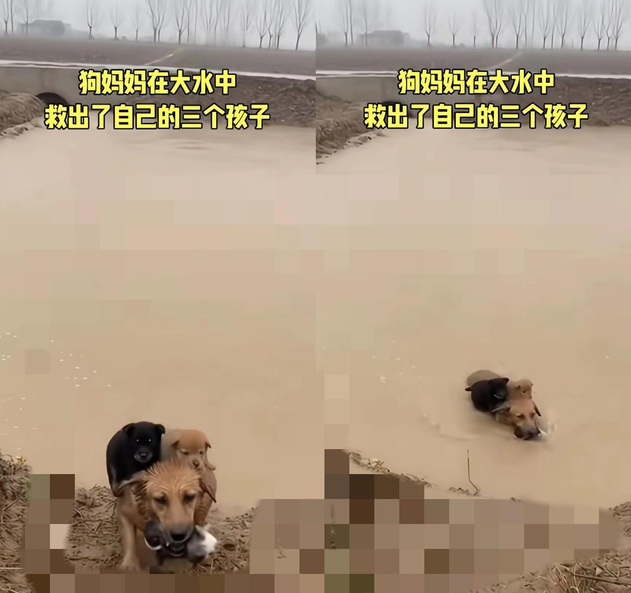 谁能想到，一只流浪狗的母爱，能让人瞬间破防！大雨倾盆