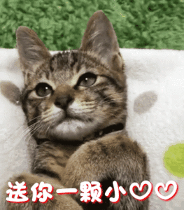 猫的40码大jio小猫咪甩大脚