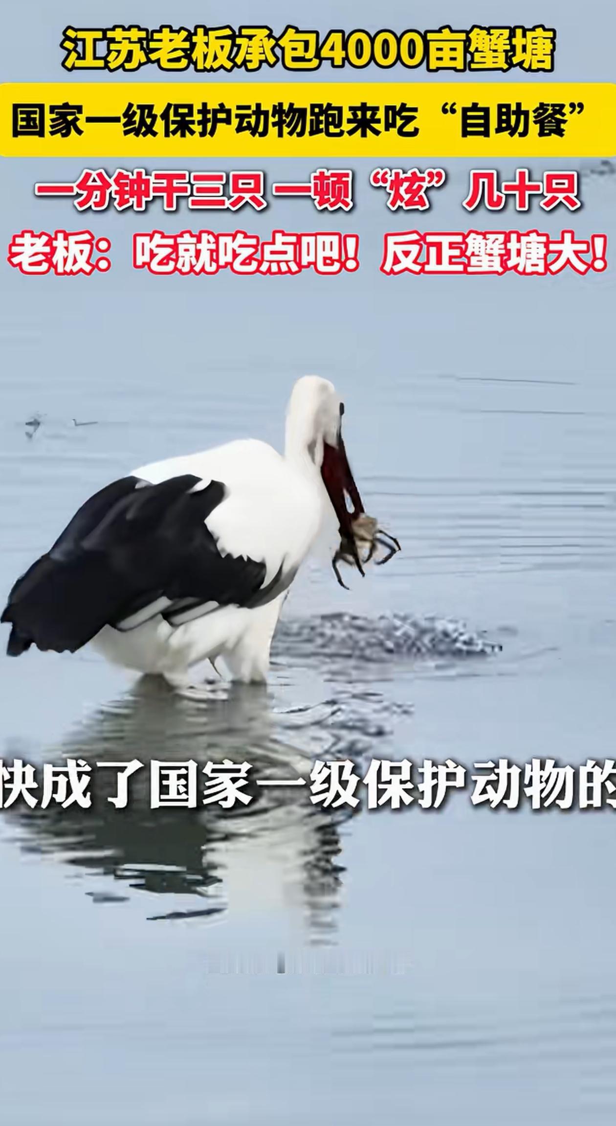 “遇到硬茬了！”江苏扬州，男子家四千亩的蟹塘遭了贼，可他还管不了，只能眼睁睁看着