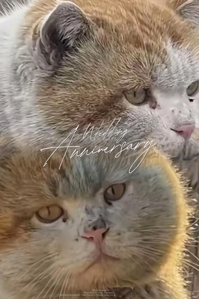 只要你蹲下来，轻轻唤一声，它犹豫片刻后，会用那个脏兮兮、苦巴巴的脑袋，拼