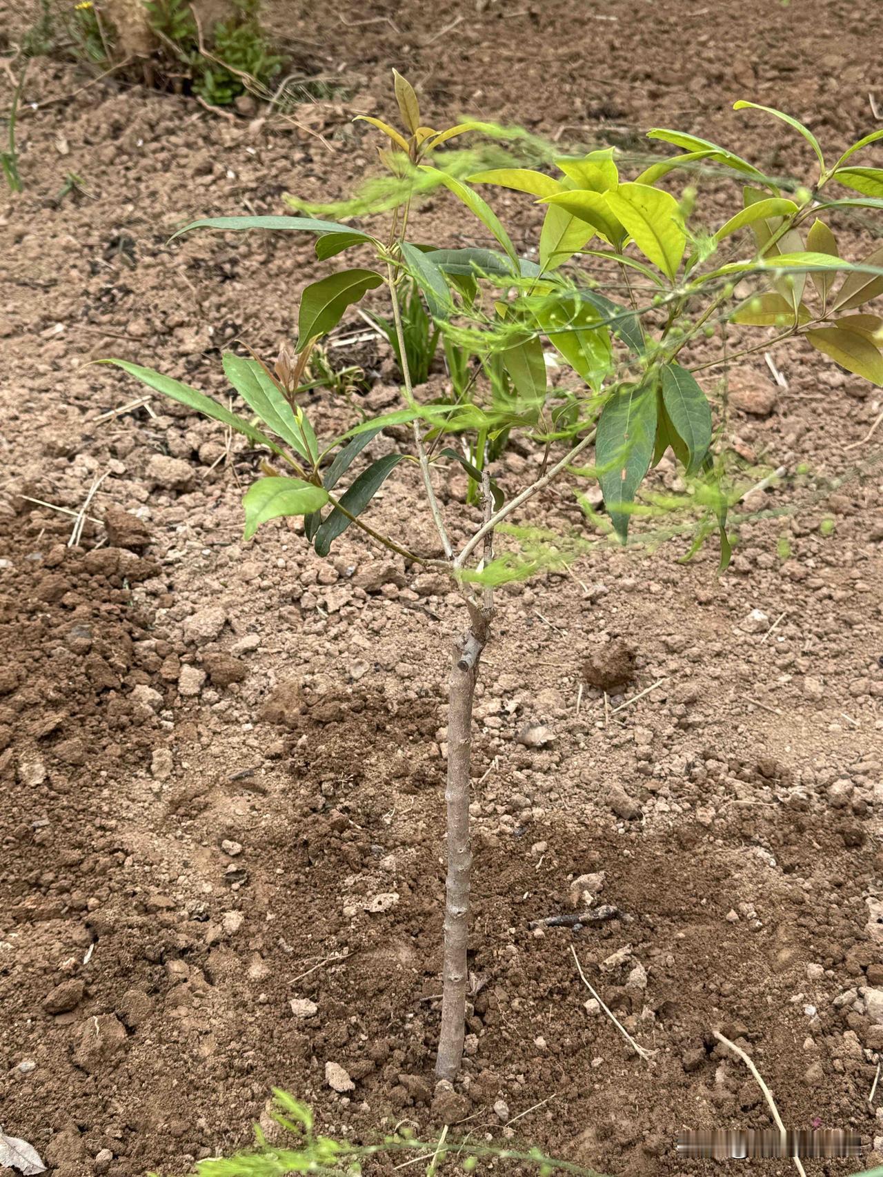 这是我们院里种的桂花树。专门去桂花基地买的。桂花培训基地的桂花树，特别适合北方