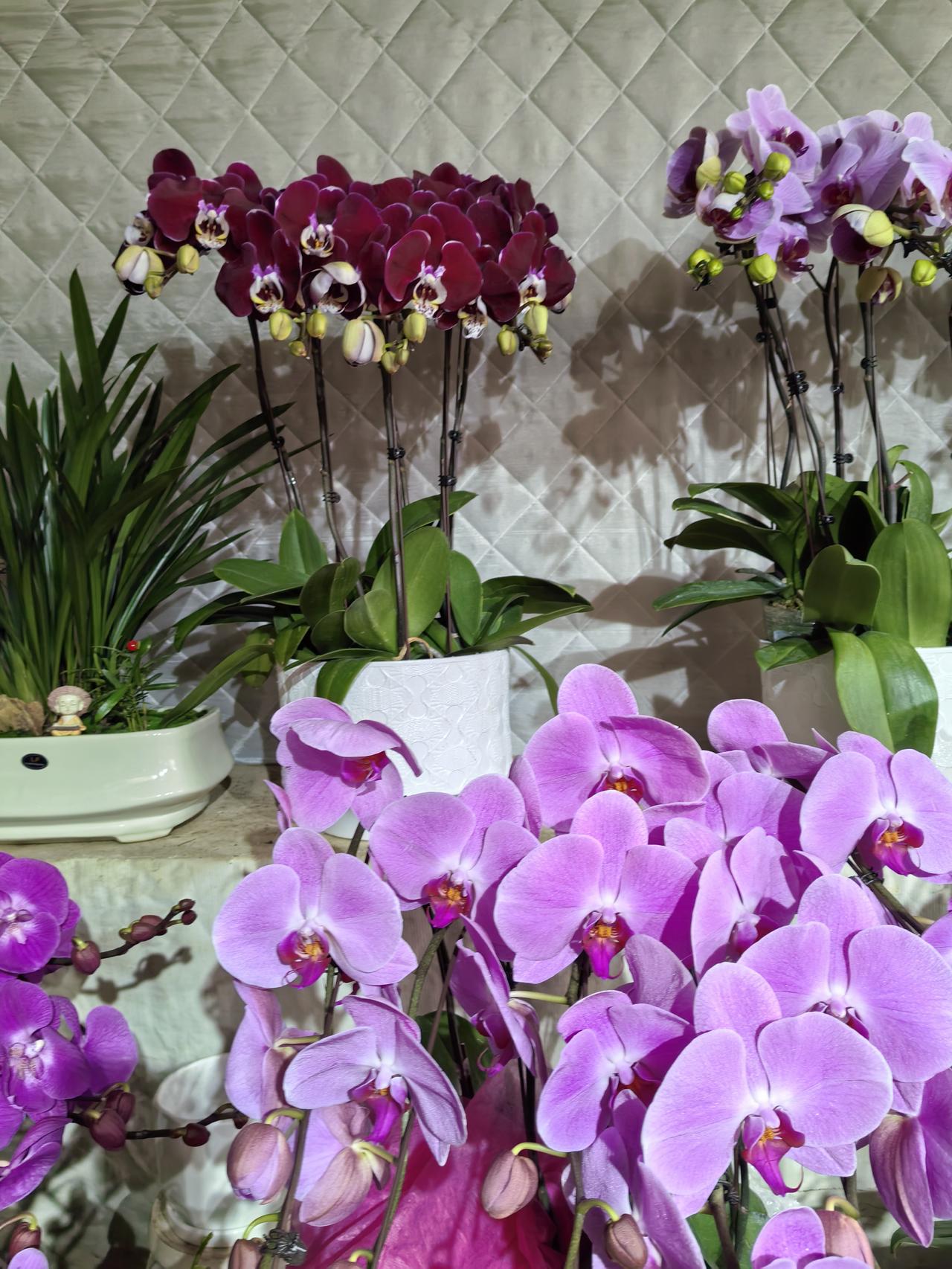 阳台养花选对品种很重要，下面几种就超适合。牡丹吊兰是垂吊花首选，枝条能垂1米长