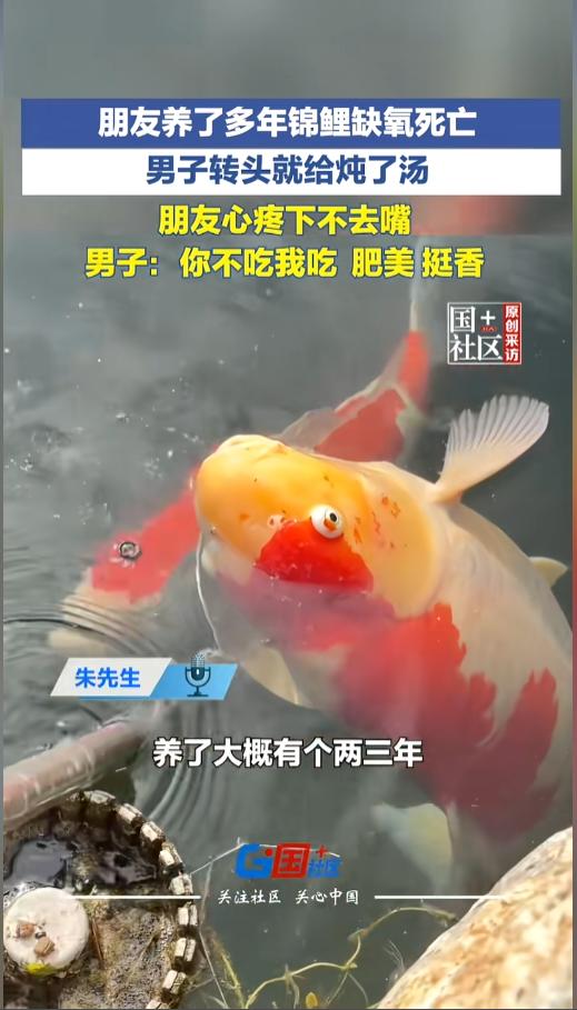 “这也能吃？”5月8日报道，山东滕州，一男子的朋友养了多年的锦鲤不幸缺氧死亡，已