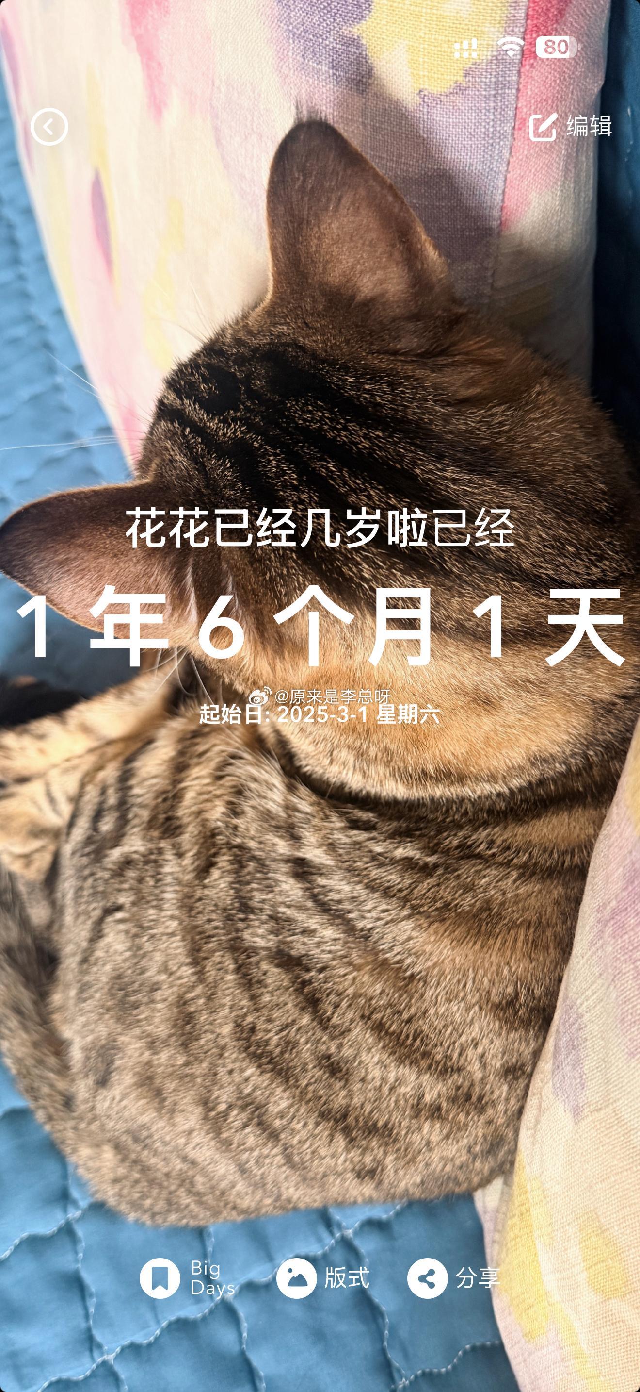 猫随主人[大笑]​​​