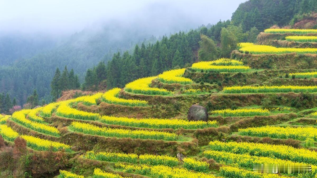 婺源春景婺源春至绽金妆，油菜花海映天光。粉墙黛瓦花间隐，醉赏田园意未央