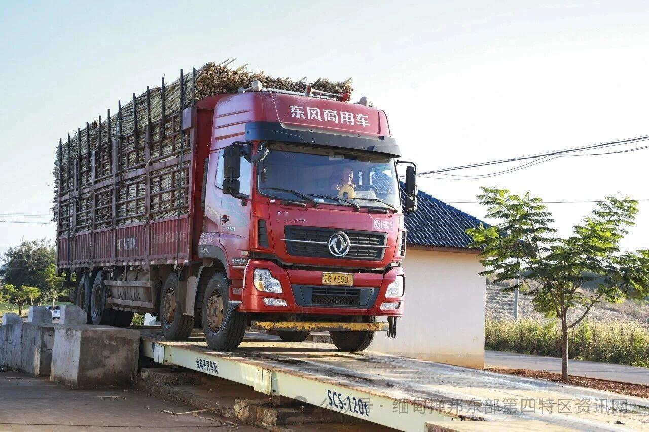 缅北勐拉地区的甘蔗，也开启了砍伐模式，大量的甘蔗，源源不断地涌入云南省边境，然后