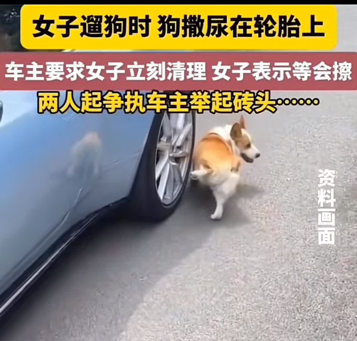 车主抡起砖头那一刻帅爆了！女子遛狗不牵绳，狗径直跑到车轮边去撒尿，车主愤怒不已，
