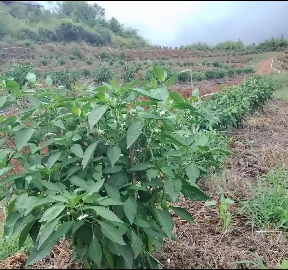 前几天在深圳布吉吃饭，邻桌是个东北大姐，在这边打拼好多年了。茶水冒着热气，