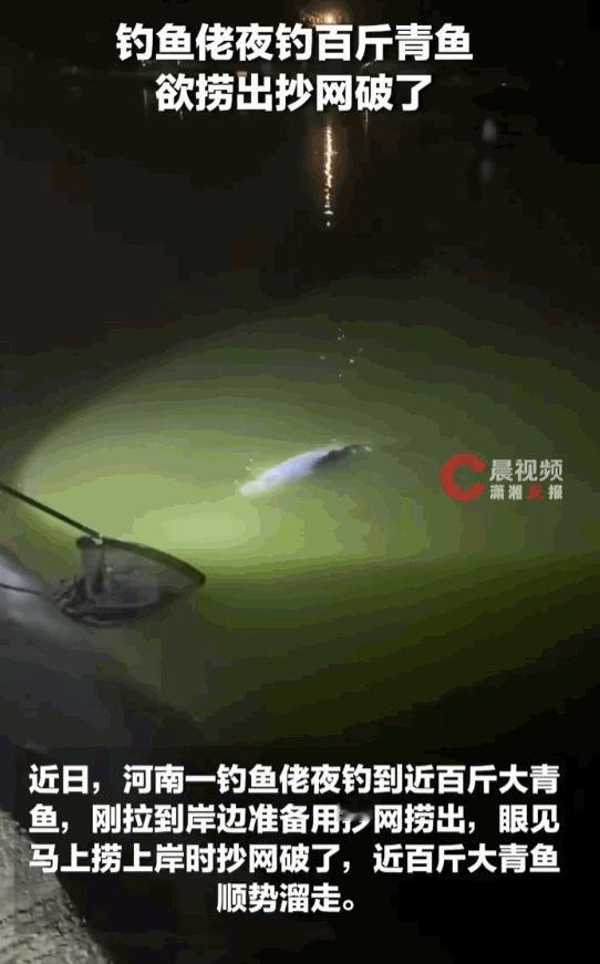 这差评拿的不冤！河南一位钓鱼老哥深夜野钓，苦战数小时，终于把一条近百斤的巨型大青