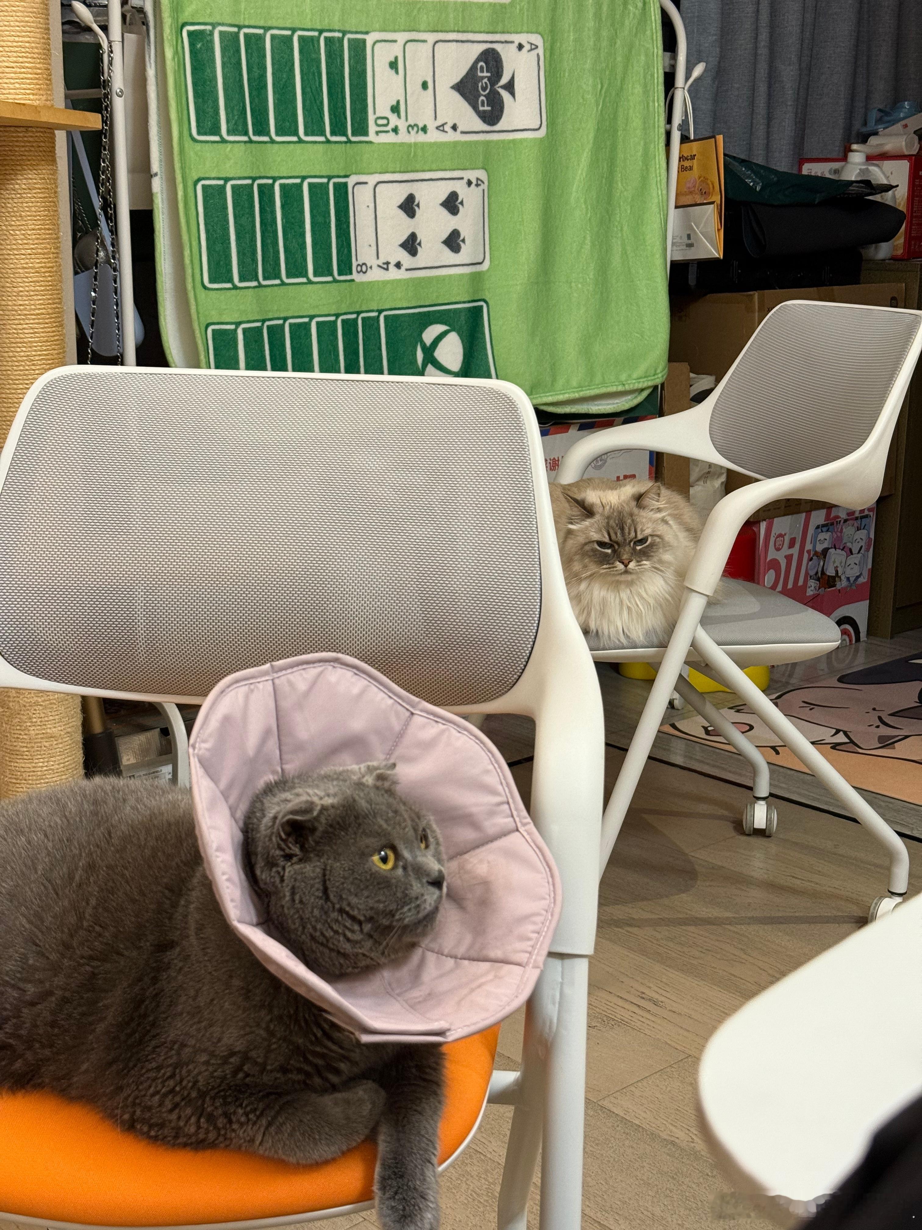 猫猫在家称霸，一猫占领一个椅子[doge]​​​