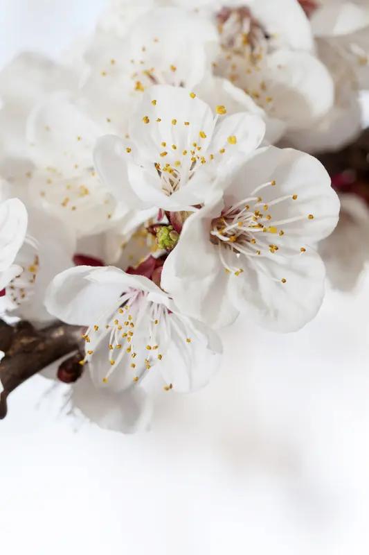 醉美杏花·村”游园摄影盛会。有杏花和村落两大主题摄影赛，奖品丰厚，一等奖有华为M