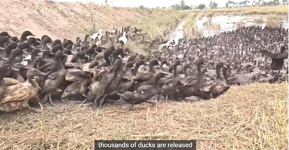 中国用意想不到的解决方案应对农业危机，将成千上万只鸭子直接放养到曾经严重依赖化肥