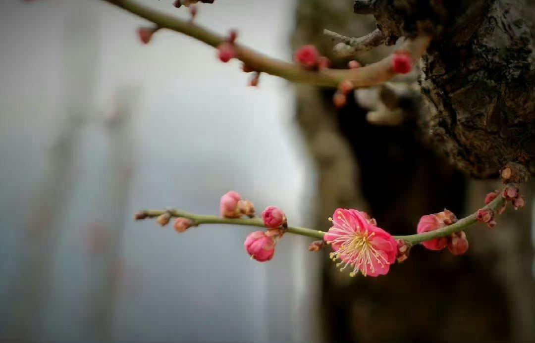 “早梅花，满枝发…”​​​​美图摄影
