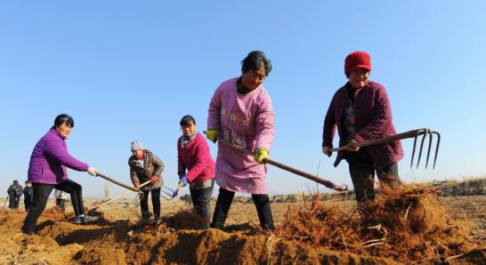 “离了大谱！”山东德州，男子无意间发现村里的土地，被卖掉了，可自己和村民们却蒙在