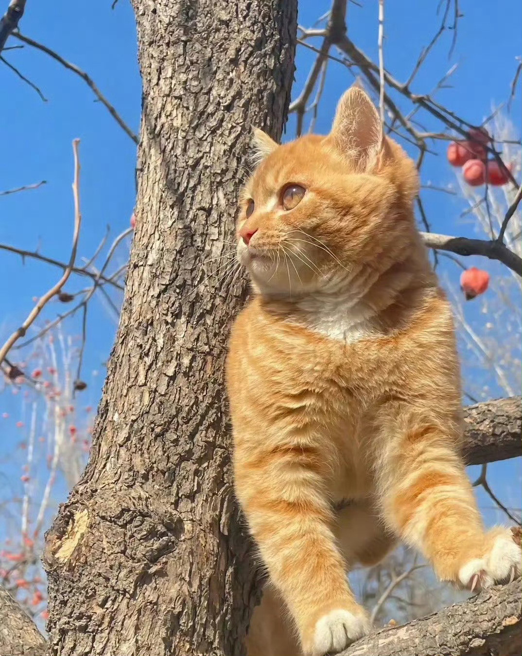 被招财猫看到的你，请不要无视要暴富