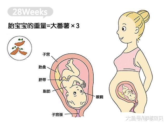 怀孕28周, 胎儿臀位, 胎位是不是固定了? 还能转过来吗?