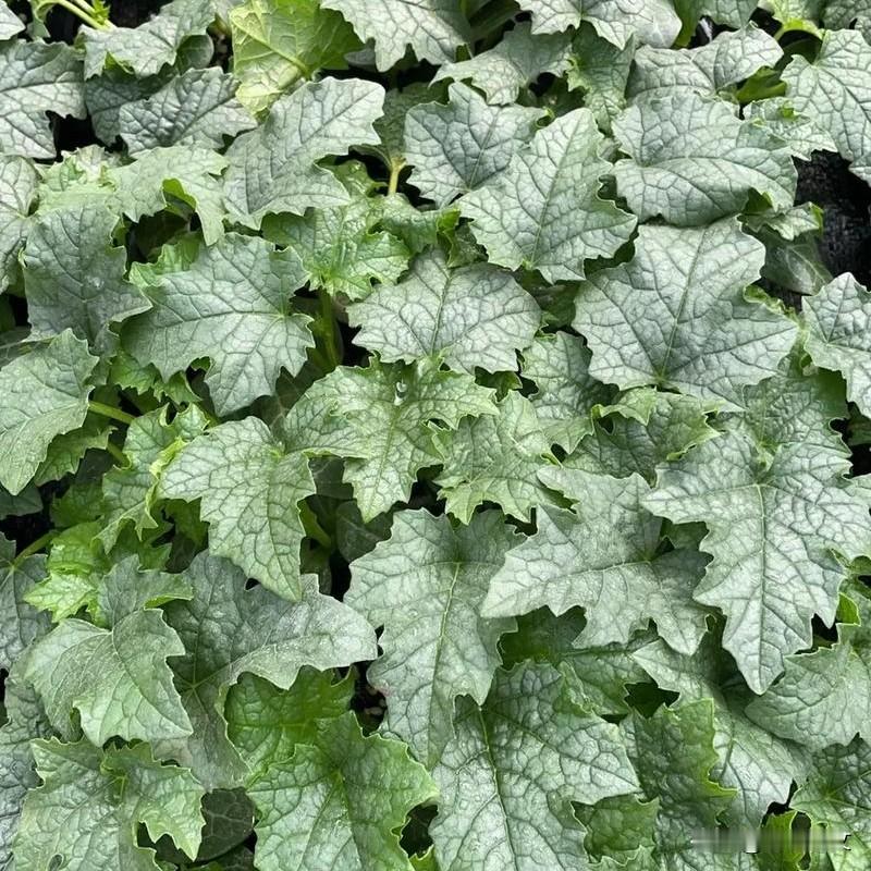 丝瓜四月正栽种！学会整枝打杈，藤蔓不徒长、棵棵挂满瓜同样是四月