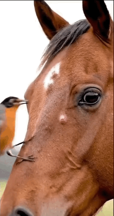 “万物皆有灵”草原上的老马近来总无精打采，蹄子跛着，连青草都没心思啃，兽医来看了