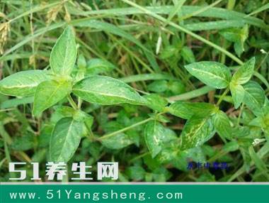 它的学名叫爵床 这种草清热解毒、对咳嗽感冒有奇效