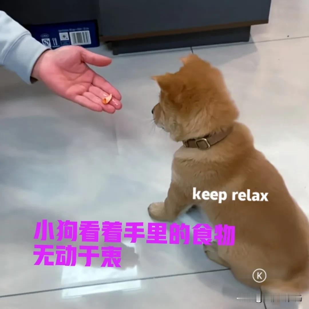 都说正宗的田园犬，不会吃主人手里的食物。即使用筷子夹给它们，它们也不会吃。只有把